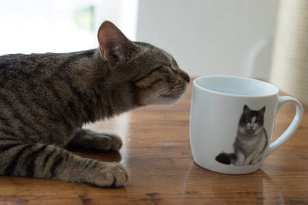 Katers Köök – veganes Deli & Katzencafé Restaurant Gutschein Geschenk